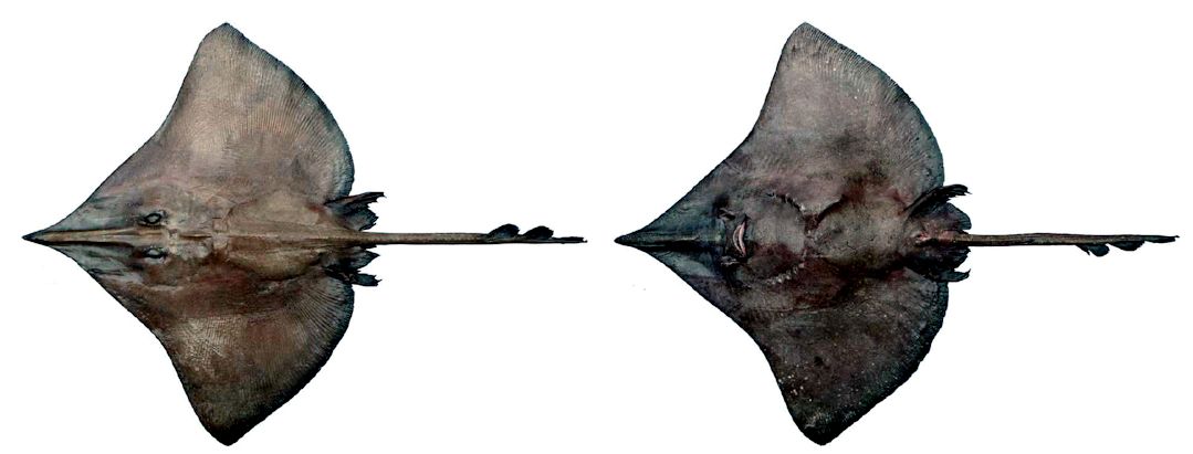 Dipturus nidarosiensis_04.jpg